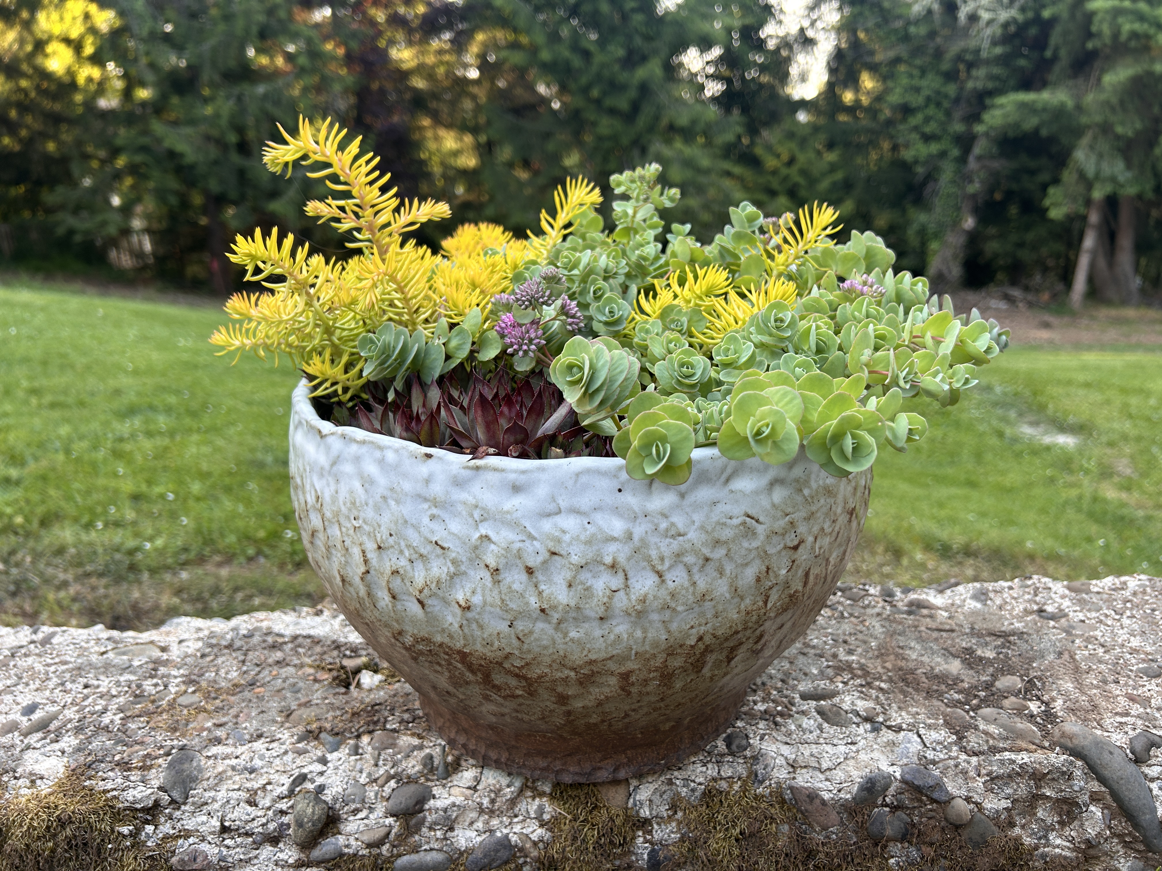 Textured soda-fired bowl planted with succulents